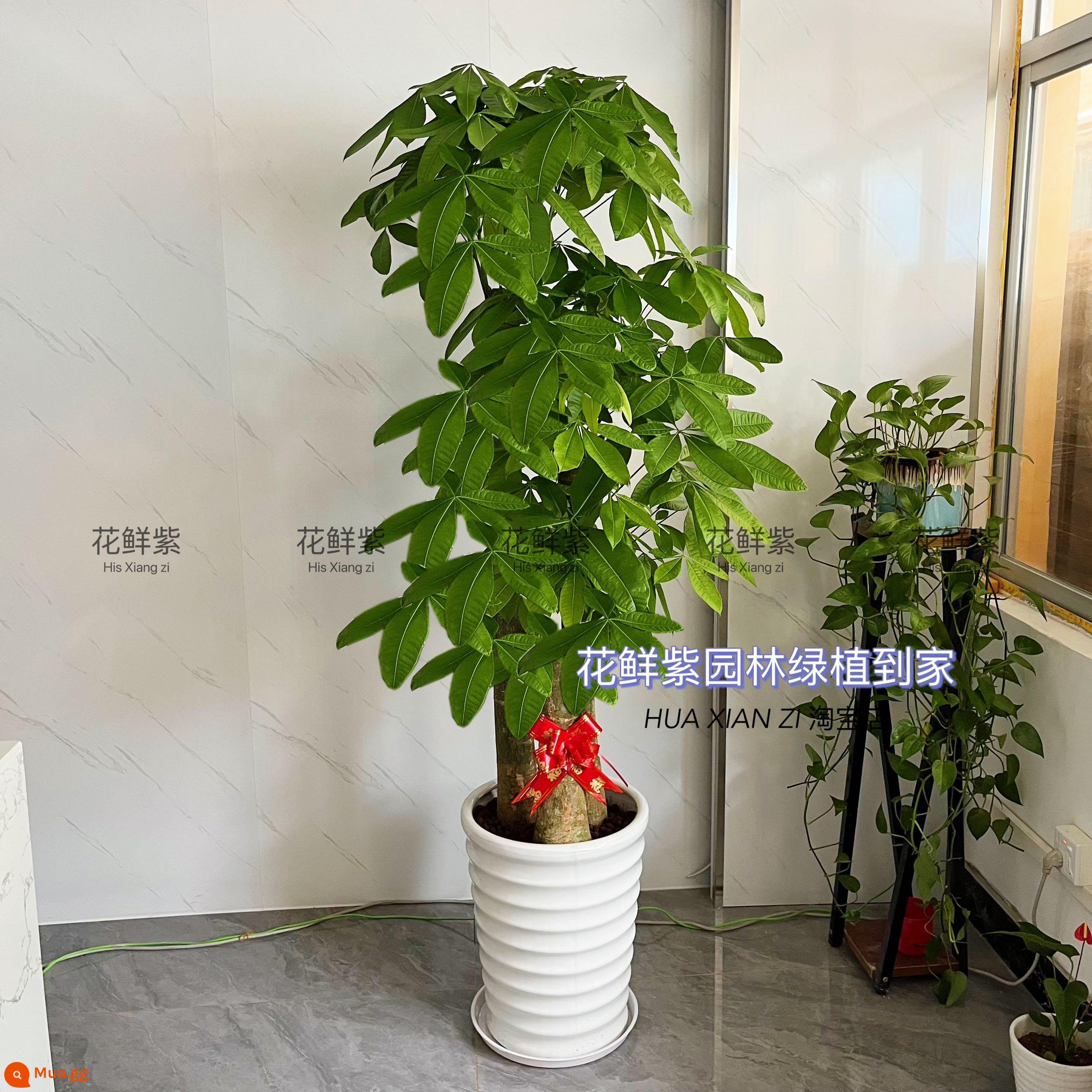 Văn phòng phòng khách trong nhà Thâm Quyến Fortune Tree để thu hút sự giàu có và chuyển đến ngôi nhà mới cây xanh cây lớn trồng trong chậu giao hàng trong thành phố - Ba chậu sứ trắng BBK khoảng 1,7-1,8 mét