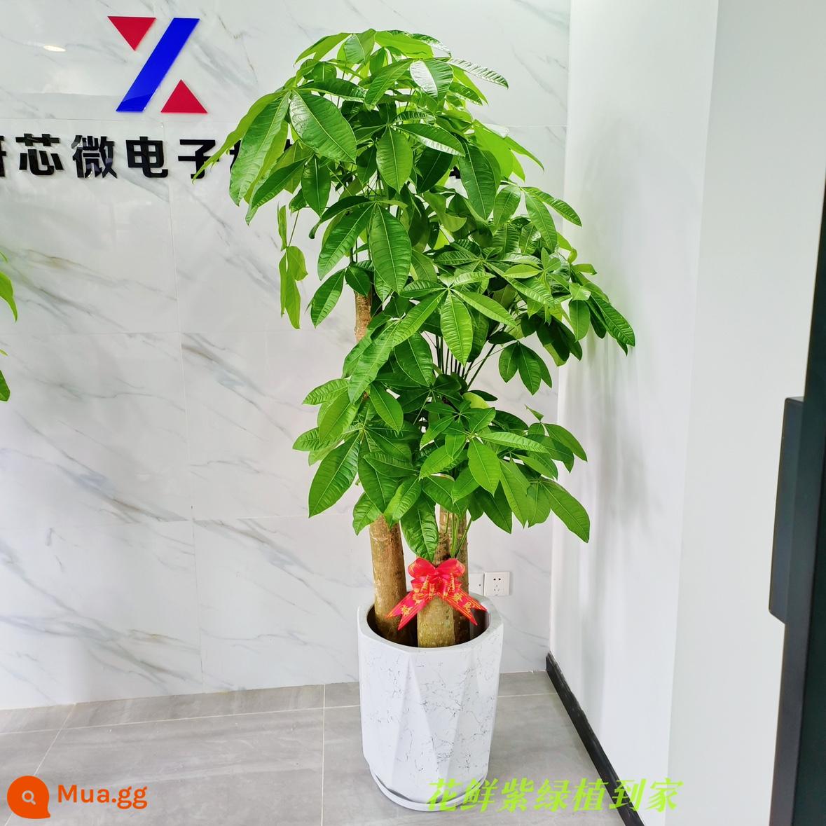 Văn phòng phòng khách trong nhà Thâm Quyến Fortune Tree để thu hút sự giàu có và chuyển đến ngôi nhà mới cây xanh cây lớn trồng trong chậu giao hàng trong thành phố - Ba chiếc chậu sứ hình kim cương bay sơn mài cao khoảng 1,7-1,8 mét.