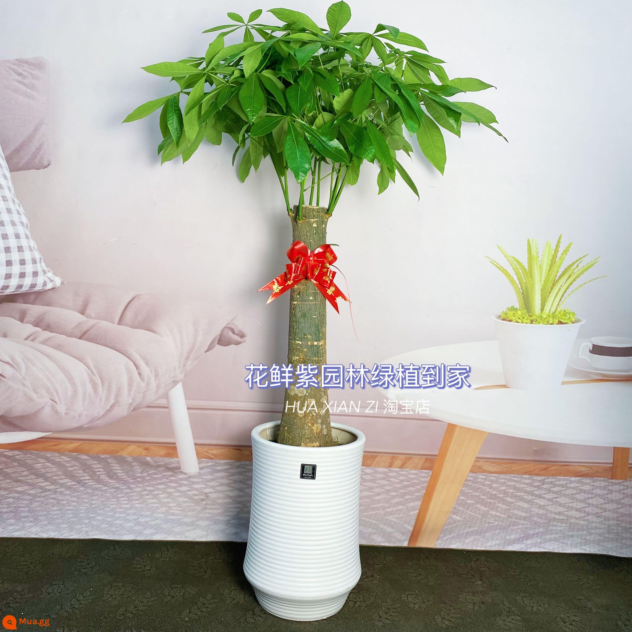 Văn phòng phòng khách trong nhà Thâm Quyến Fortune Tree để thu hút sự giàu có và chuyển đến ngôi nhà mới cây xanh cây lớn trồng trong chậu giao hàng trong thành phố - Chậu sứ Bắc Âu đơn màu trắng dài khoảng 1,5-1,6 mét