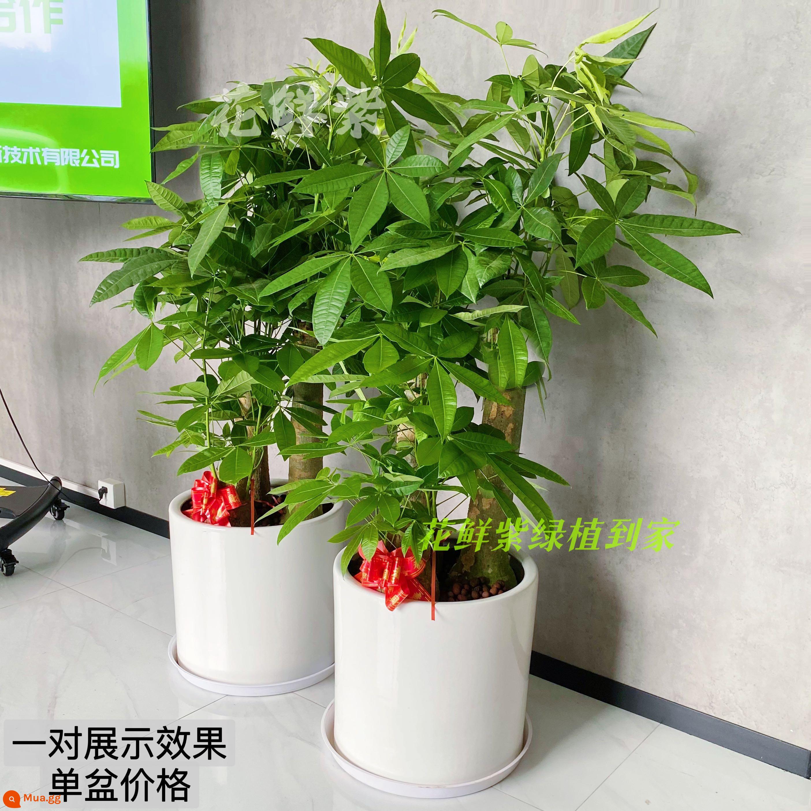 Văn phòng phòng khách trong nhà Thâm Quyến Fortune Tree để thu hút sự giàu có và chuyển đến ngôi nhà mới cây xanh cây lớn trồng trong chậu giao hàng trong thành phố - Ba chậu sứ hình trụ màu trắng BBQ cao khoảng 1,3 mét