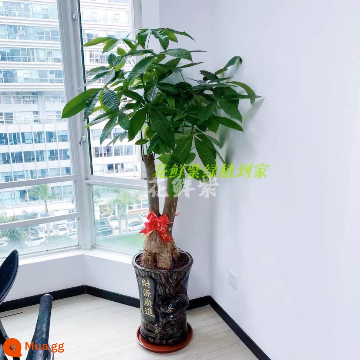 Văn phòng phòng khách trong nhà Thâm Quyến Fortune Tree để thu hút sự giàu có và chuyển đến ngôi nhà mới cây xanh cây lớn trồng trong chậu giao hàng trong thành phố - Chậu sứ có rễ và phú quý khoảng 1,3-1,4 mét