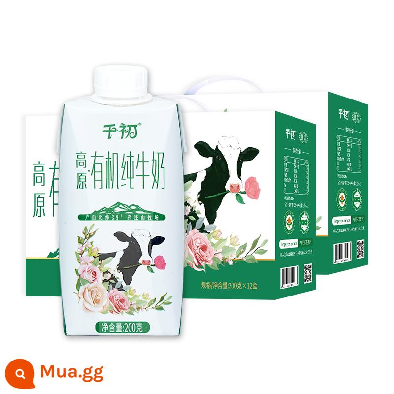 Cao nguyên Qianchu Cam Túc sữa nguyên chất bữa sáng dinh dưỡng cho trẻ em sữa nguyên chất 200g * 12 * 2 hộp quà đầy đủ hộp 24 hộp - Nâng cấp hữu cơ 3,3 protein*12P*2 hộp