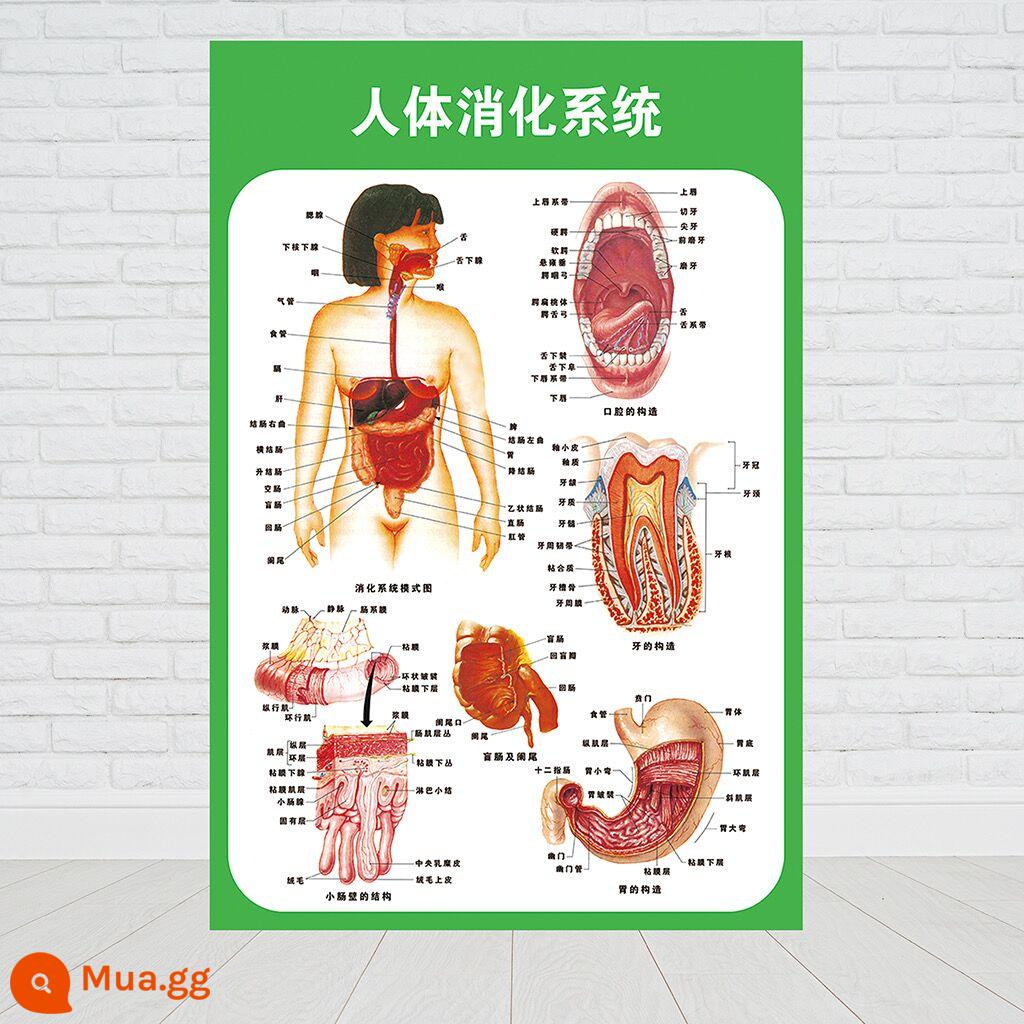 Chuyển động cơ thể con người tiêu hóa hệ thống thần kinh sinh dục tiết niệu giải phẫu bệnh viện biểu đồ treo tường y tế nội tạng cơ xương - hệ tiêu hóa của con người