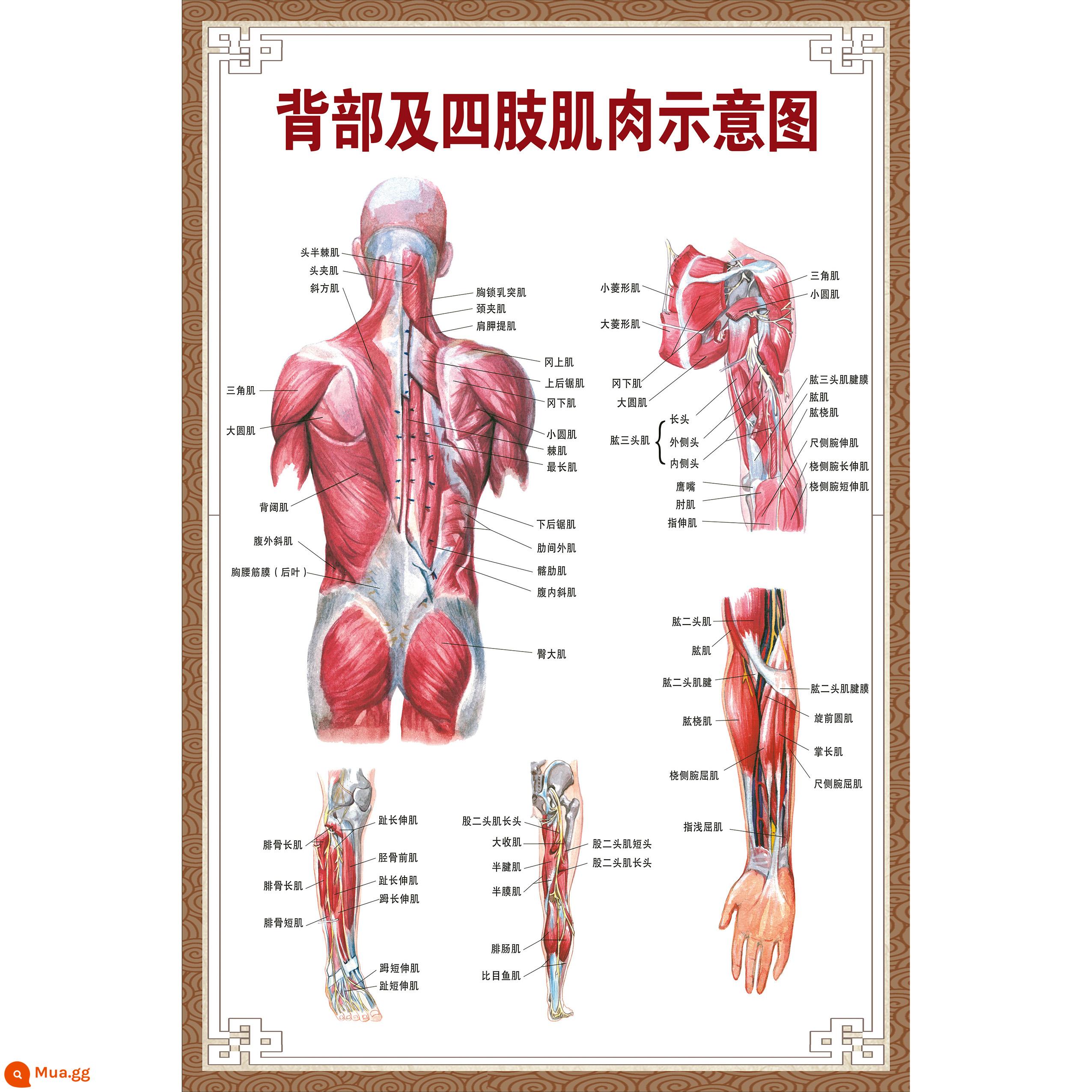 Bệnh viện toàn bộ cơ thể người các cơ quan cơ xương giải phẫu nội tạng biểu đồ treo tường lớn bản đồ phân bố cơ nam poster phiên bản nằm ngang - Sơ đồ cơ lưng và cơ tứ chi