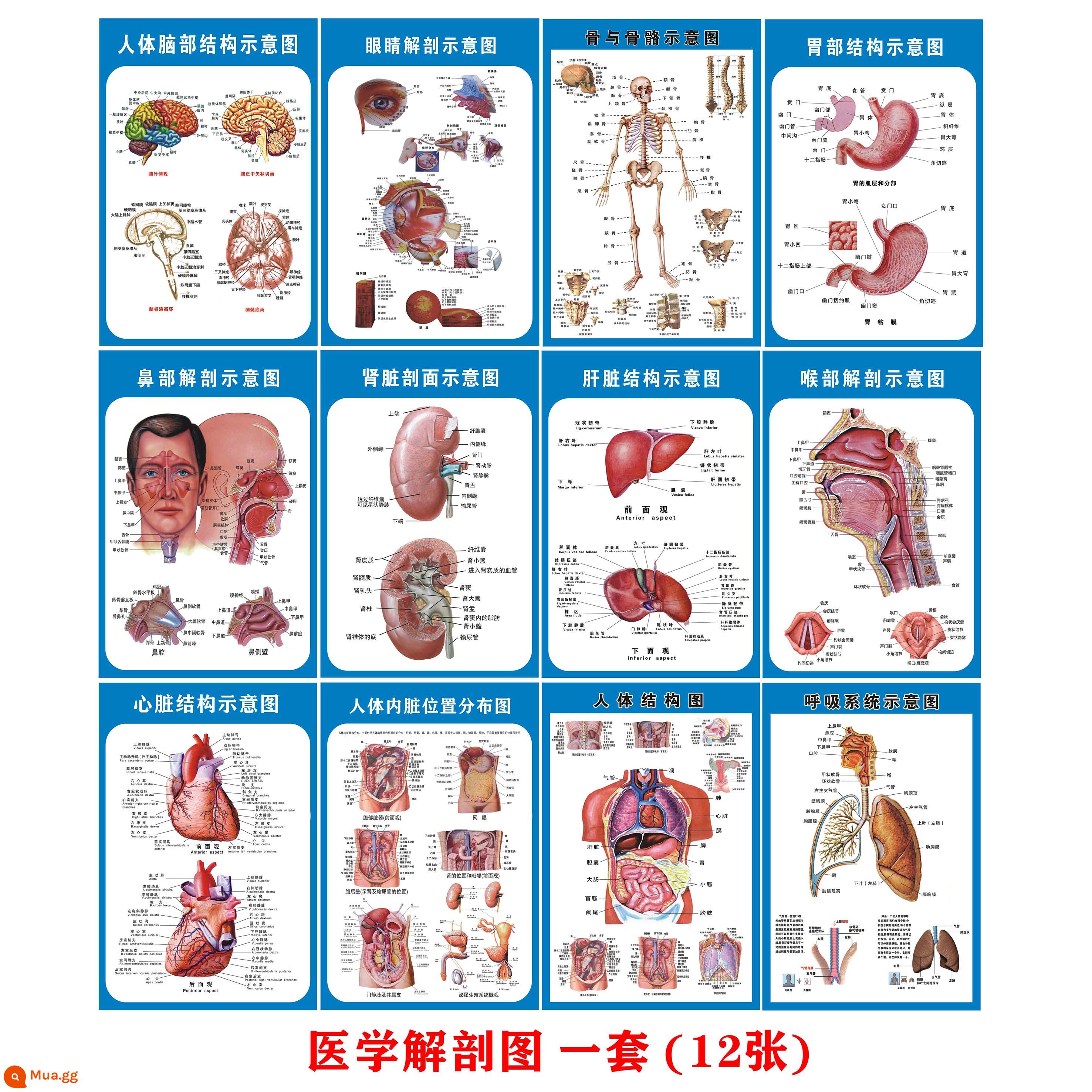 Chuyển động cơ thể con người tiêu hóa hệ thống thần kinh sinh dục tiết niệu giải phẫu bệnh viện biểu đồ treo tường y tế nội tạng cơ xương - Sơ đồ giải phẫu người y tế (bộ 12 hình)