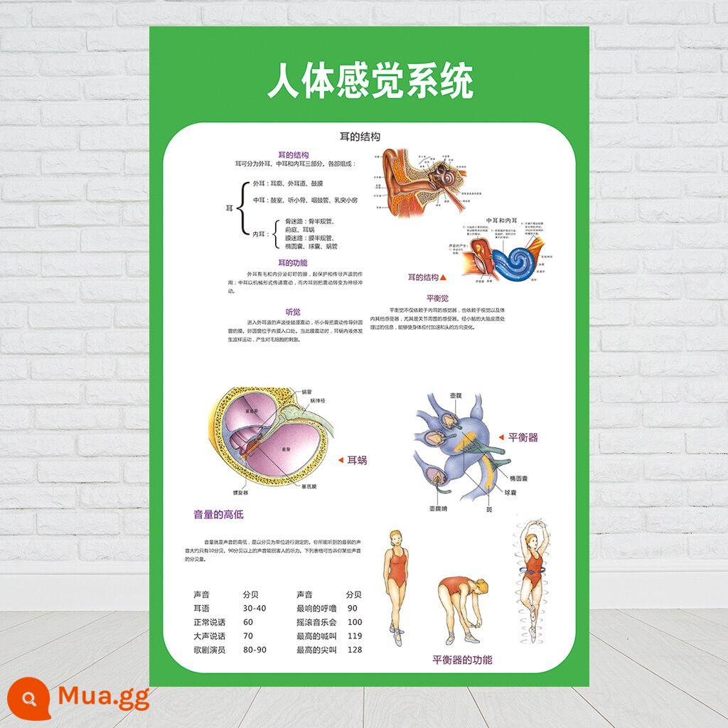 Chuyển động cơ thể con người tiêu hóa hệ thống thần kinh sinh dục tiết niệu giải phẫu bệnh viện biểu đồ treo tường y tế nội tạng cơ xương - hệ thống giác quan của con người