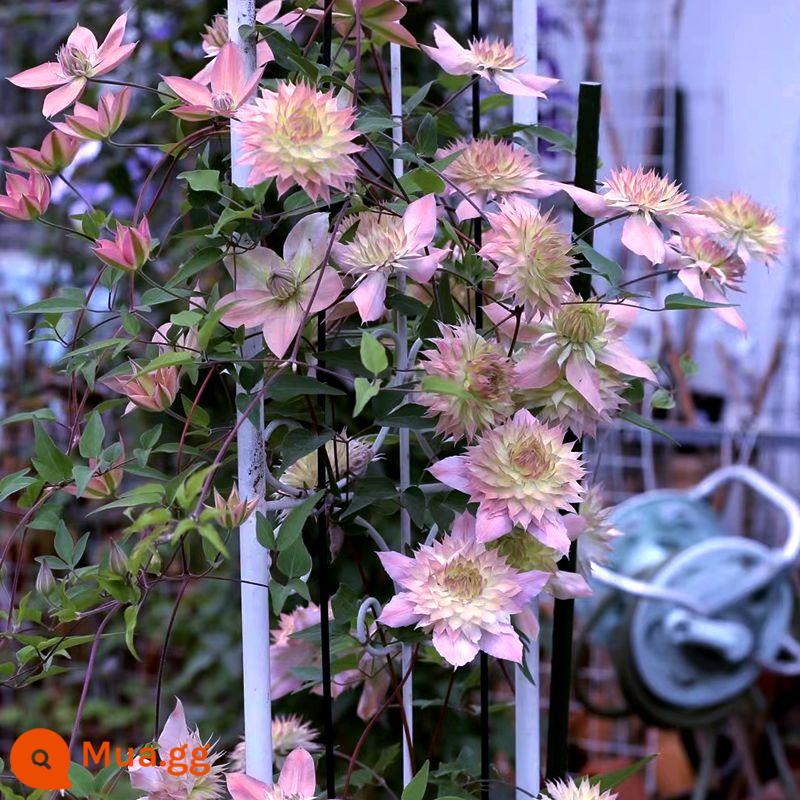 Clematis Kiểu dáng cực lớn Clematis Cây giống lớn Cây leo leo Bốn mùa Hoa giao trong chậu - Thiên thần ngày đêm cực lớn kiểu cũ