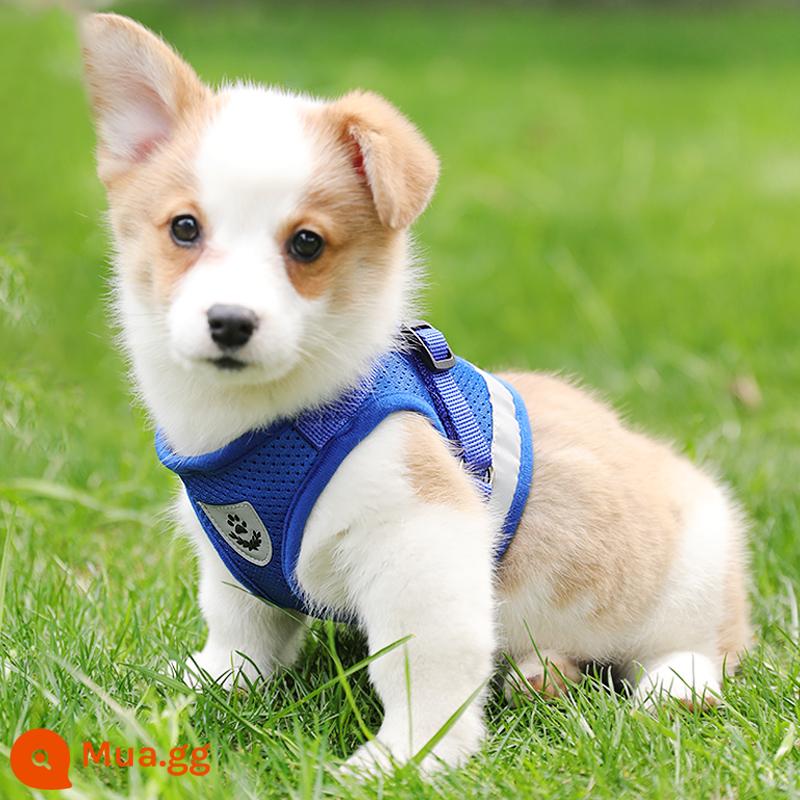 Áo vest loại dây xích chó nhỏ ngực chó túi đựng bé Teddy Corgi chó con chó con dây xích chó đi dạo dây ngực tàu sân bay - Dây màu xanh + dẹt