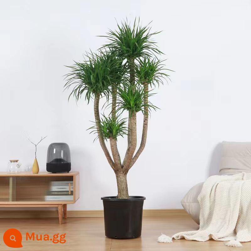 Dracaena phòng khách cây xanh trong nhà cây trồng trong chậu phòng khách lớn cây cảnh lớn rồng nhiều đầu cây râu rồng nhà thịnh vượng cây rồng sắt cây - Hình nhiều đầu cao 1,3-1,5M