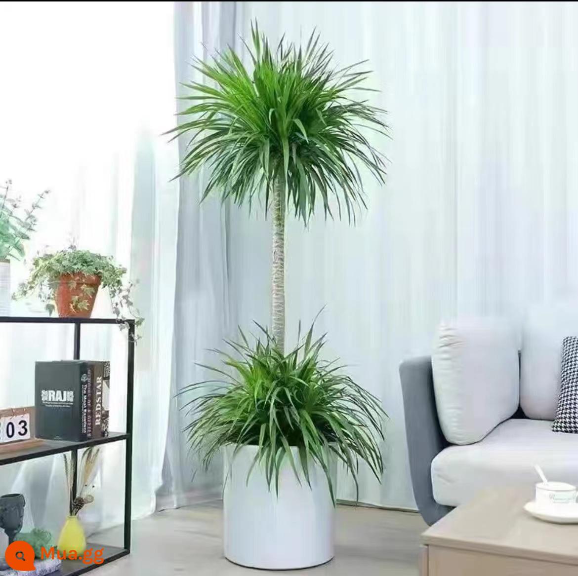 Dracaena phòng khách cây xanh trong nhà cây trồng trong chậu phòng khách lớn cây cảnh lớn rồng nhiều đầu cây râu rồng nhà thịnh vượng cây rồng sắt cây - Cây huyết long hai lớp cao cấp 1,2-1,4M chậu trụ màu trắng có ròng rọc