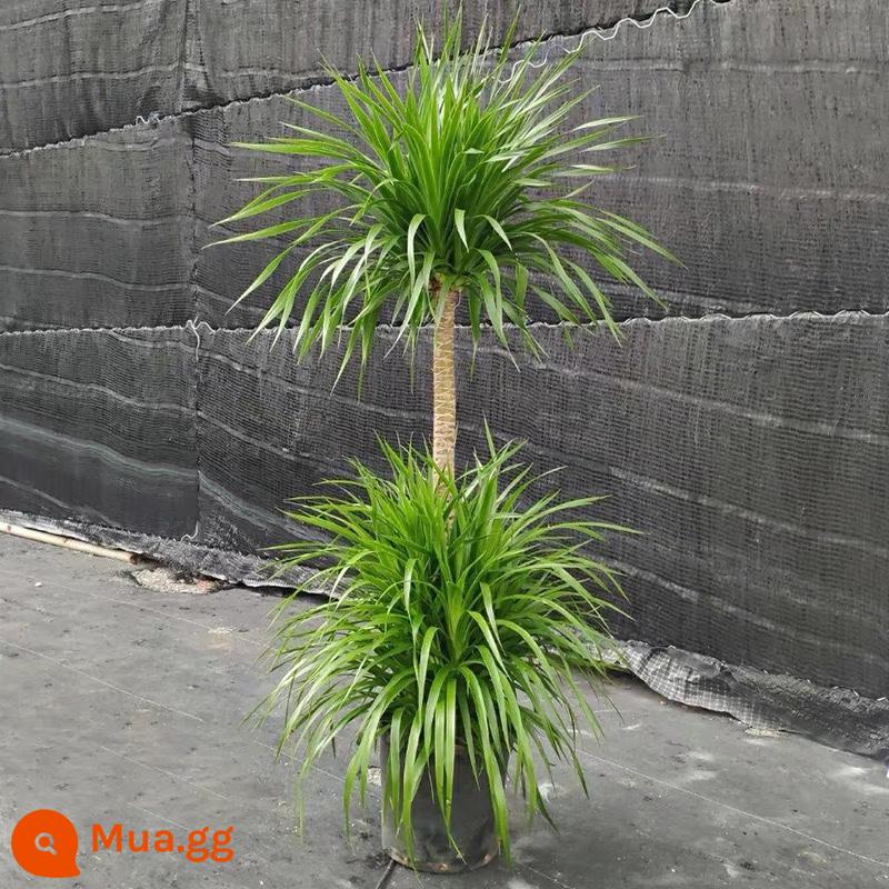 Dracaena phòng khách cây xanh trong nhà cây trồng trong chậu phòng khách lớn cây cảnh lớn rồng nhiều đầu cây râu rồng nhà thịnh vượng cây rồng sắt cây - Những cây máu rồng năm nay đều mới và đặc biệt tươi tốt.