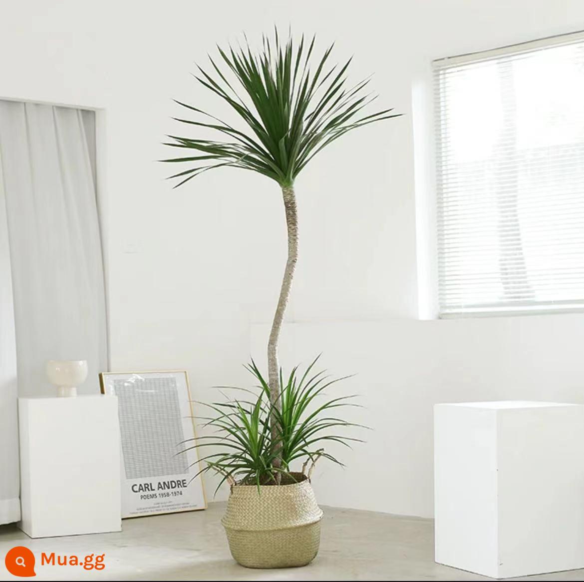 Dracaena phòng khách cây xanh trong nhà cây trồng trong chậu phòng khách lớn cây cảnh lớn rồng nhiều đầu cây râu rồng nhà thịnh vượng cây rồng sắt cây - Chậu rơm hai lớp S cao 1,6-1,8M