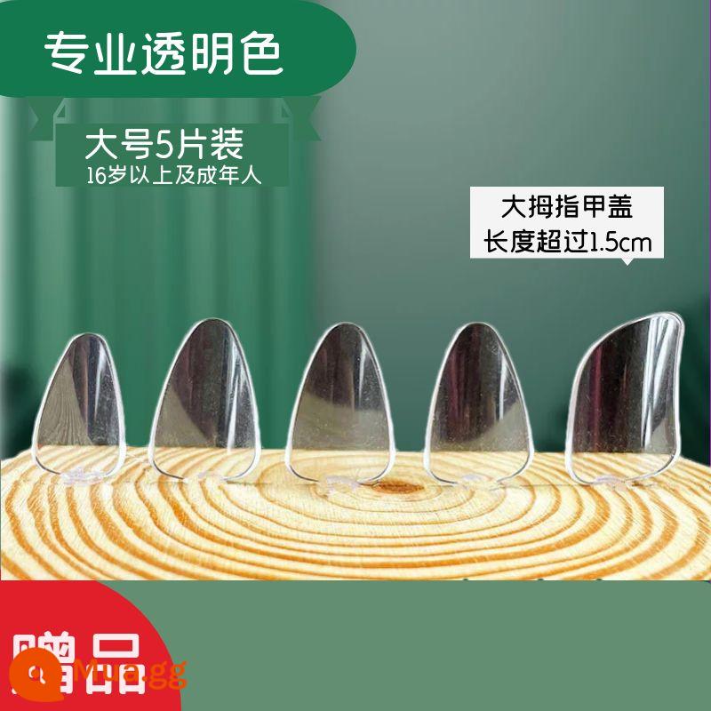 Người lớn và trẻ em trình độ đầu vào pipa nail kỳ thi chứng chỉ chuyên nghiệp chơi áo giáp celluloid trong suốt màu đồi mồi người mới bắt đầu kích thước trung bình - Màu trong suốt chuyên nghiệp size lớn (2 đôi)