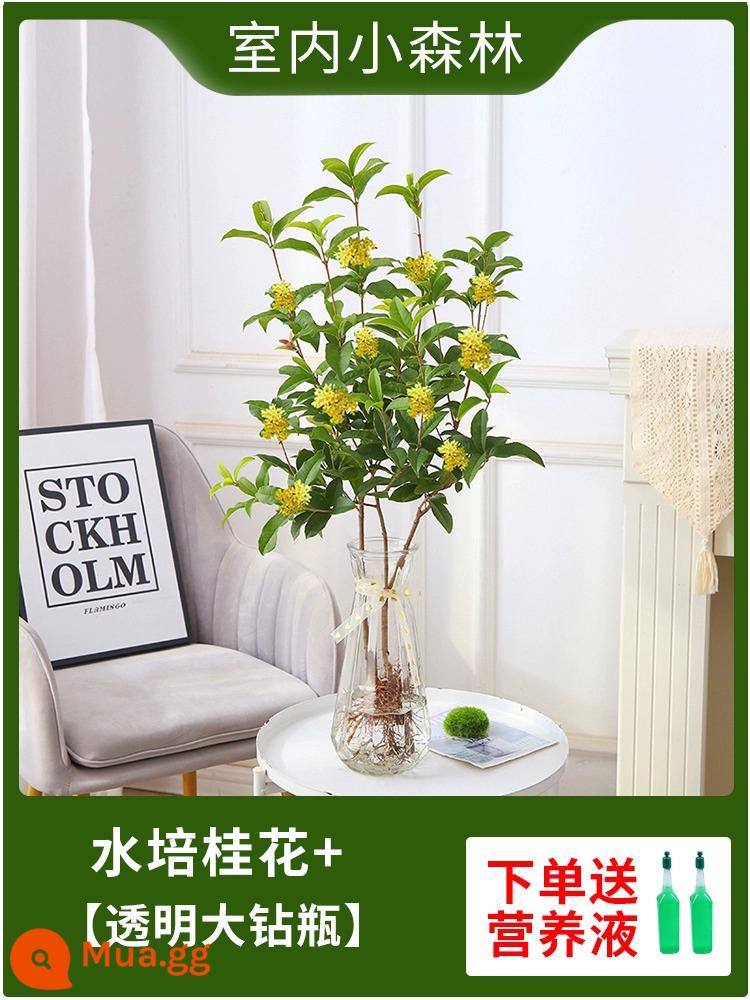 Cây giống cây thủy canh Osmanthus Cây giống thủy lực bốn mùa của quế quế và cây trồng hoa trong nhà - Cây thủy canh ra hoa nhiều nhánh/ra hoa bốn mùa + [chai kim cương lớn trong suốt] dung dịch dinh dưỡng miễn phí