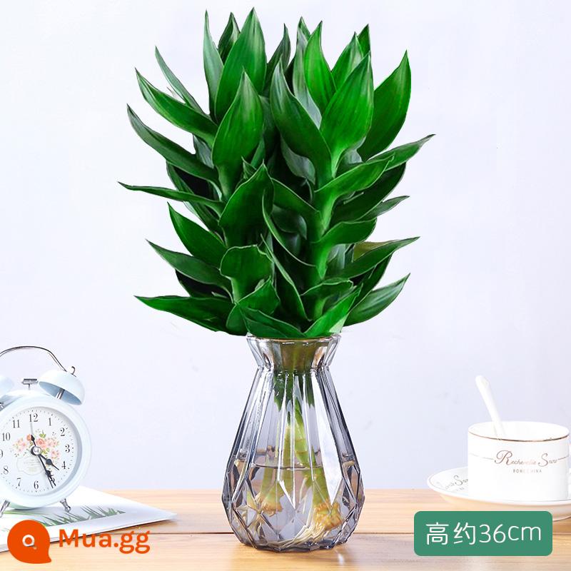 Guanyin tre phong phú cây thủy canh tre có gốc hoa cây xanh vàng Ge trong chậu chuyển chậu tre đai bình dễ trồng - 3 Cây Trúc Quán Âm [Chai Kim Cương Xám] Dung Dịch Dinh Dưỡng Miễn Phí