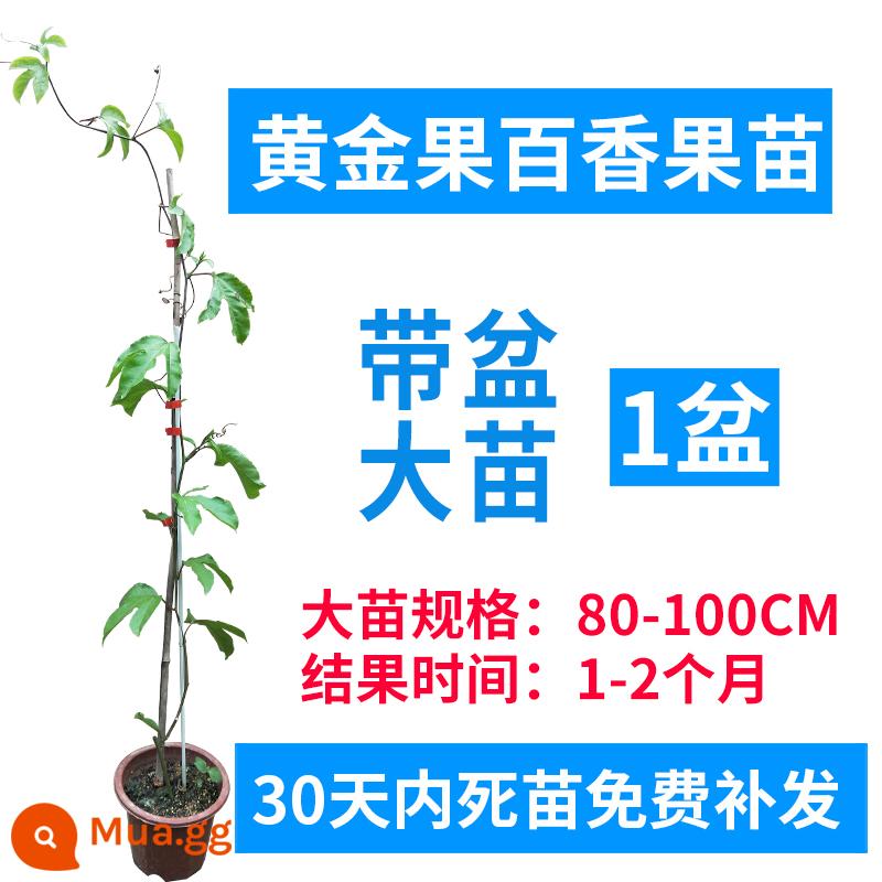 Cây giống chanh leo Quảng Tây hương thơm thanh khiết và vàng ngọt ngào cây giống cây ăn quả Qinmi số 9 cây ghép bốn mùa tiếp tục đơm hoa kết trái - 1 cây giống quả vàng lớn (80-100CM)