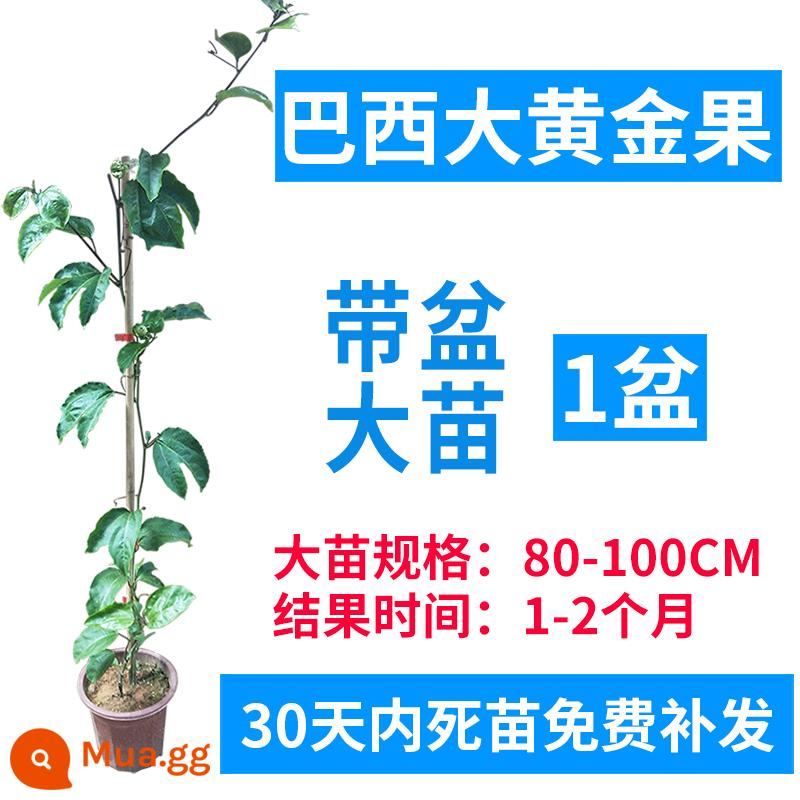 Cây giống chanh leo Quảng Tây hương thơm thanh khiết và vàng ngọt ngào cây giống cây ăn quả Qinmi số 9 cây ghép bốn mùa tiếp tục đơm hoa kết trái - 1 cây giống vàng lớn của Brazil (80-100CM)