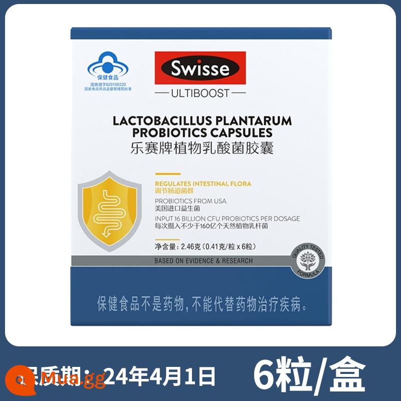 Swisse Lesai nhãn hiệu vi khuẩn axit lactic thực vật viên nang thanh thiếu niên, người lớn, trung niên và người cao tuổi điều chỉnh men vi sinh hoạt động trong ruột - màu xanh da trời