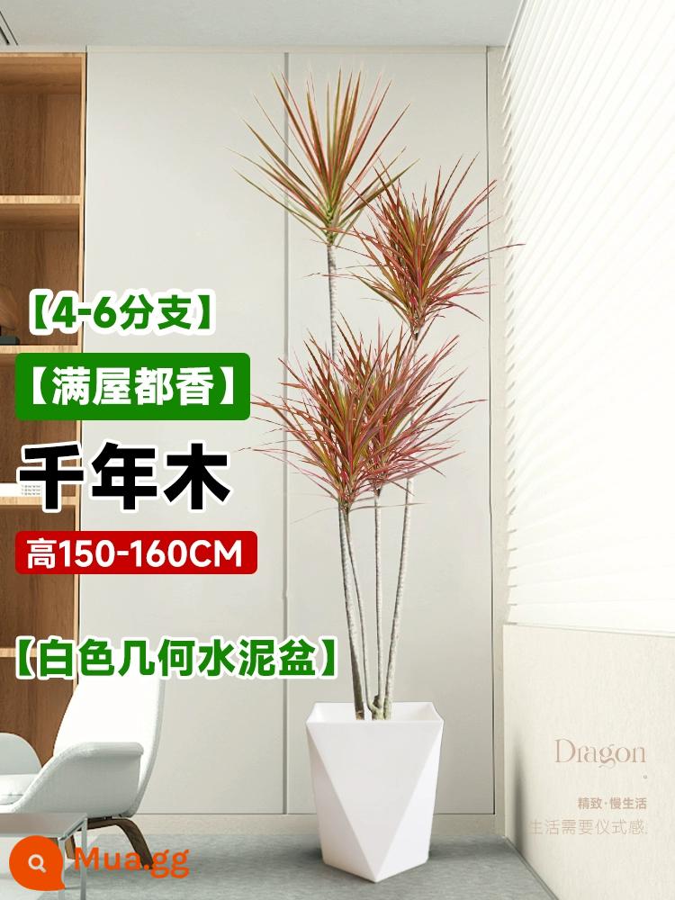 Dracaena chậu cây xanh trong nhà phòng khách lớn cây cảnh lớn hoa thật rồng sắt rồng râu cây văn phòng sàn nhà máy - Millennium Wood 4-6 đầu 1,5-1,6 mét - chậu xi măng hình học màu trắng