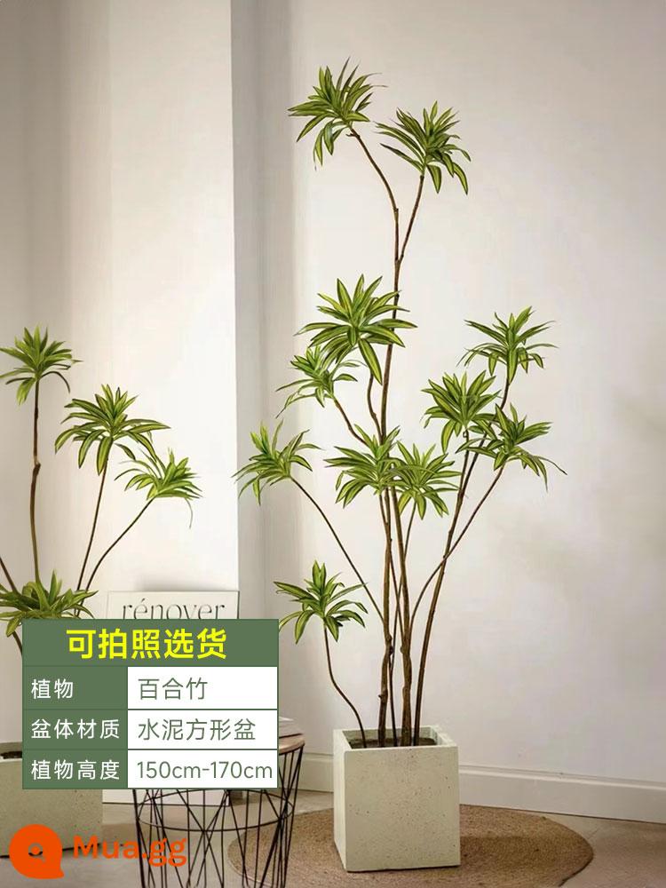 Golden Heart Lily Bamboo Cây xanh thực sự Cây lớn trong nhà Chậu cây Phòng khách Cây cảnh đặt trên sàn Văn phòng Cây huyết dụ Dễ bảo trì - [Giao hàng tận nhà] Tre huệ nhẹ sang trọng 150-170cm [chậu xi măng vuông]