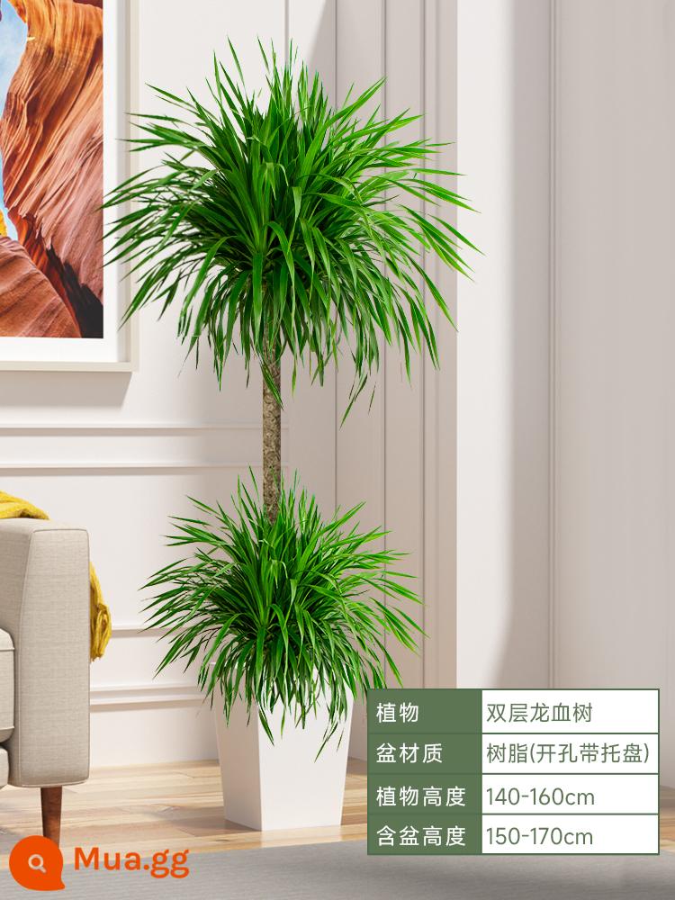 Dracaena chậu cây xanh trong nhà phòng khách lớn cây cảnh lớn hoa thật rồng sắt rồng râu cây văn phòng sàn nhà máy - Hai tầng ⭐ Cây huyết dụ cao 140-160cm [Chậu nhựa hình thang màu trắng] kèm khay