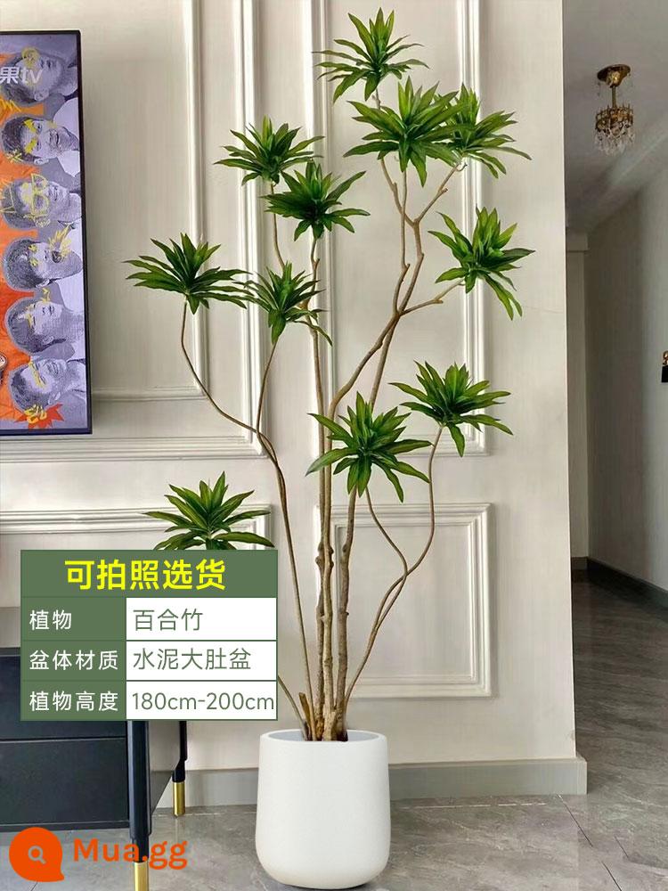 Golden Heart Lily Bamboo Cây xanh thực sự Cây lớn trong nhà Chậu cây Phòng khách Cây cảnh đặt trên sàn Văn phòng Cây huyết dụ Dễ bảo trì - [Giao tận nhà] Tre Lily sang trọng nhẹ 180-200cm [Nồi xi măng trắng bụng to]