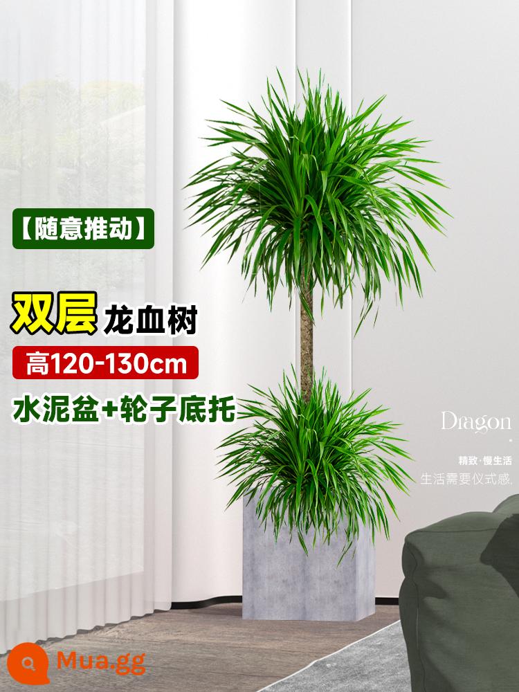 Dracaena chậu cây xanh trong nhà phòng khách lớn cây cảnh lớn hoa thật rồng sắt rồng râu cây văn phòng sàn nhà máy - Cây máu rồng hai lớp Chậu xi măng vuông cao 120-130cm + đế bánh xe [có thể đẩy theo ý muốn]