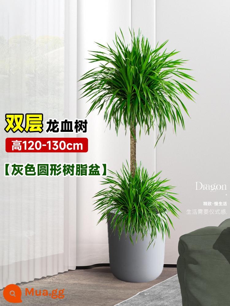 Dracaena chậu cây xanh trong nhà phòng khách lớn cây cảnh lớn hoa thật rồng sắt rồng râu cây văn phòng sàn nhà máy - Chậu nhựa tròn màu xám rồng hai lớp cao 120-130 cm