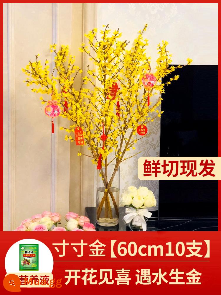 Inch Hoa Vàng Cây thủy canh Forsythia Cành khô Cắm hoa Phòng khách Cành tươi Thủy canh Hoa tươi cắt đêm giao thừa - [Dễ chăm sóc cho người mới] ✅Cành vàng tươi 60cm 10c + (miễn phí dung dịch dinh dưỡng)