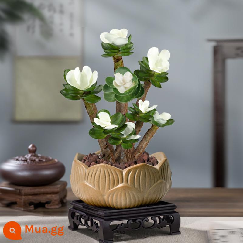 Tiền bằng gỗ chậu cây phổ biến Polynous Poor Green Plants Office Nội thất hoa máy tính để bàn cao -end Zen nhỏ Losits - Gỗ Tiền Thổ Cẩm Ngọc -- Chậu Sen + Đế Vuông