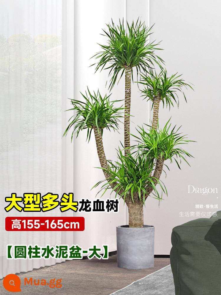 Dracaena chậu cây xanh trong nhà phòng khách lớn cây cảnh lớn hoa thật rồng sắt rồng râu cây văn phòng sàn nhà máy - Cây huyết long nhiều đầu lớn 155-165cm [chậu xi măng trụ lớn]