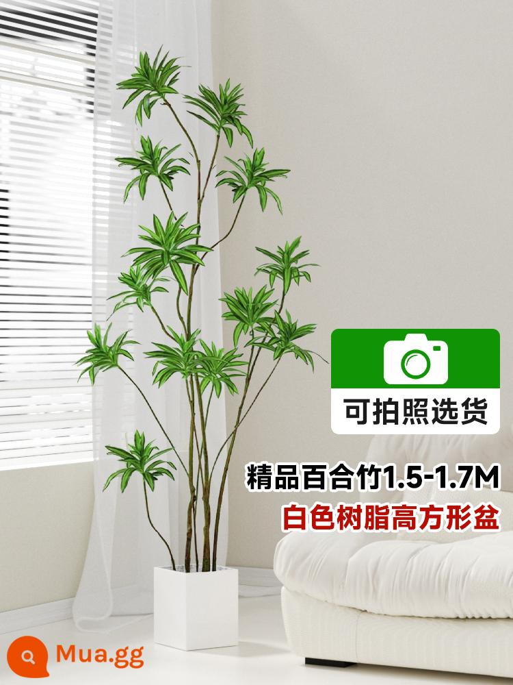 Lily Bamboo Phòng khách Cây xanh Phnom Penh Lily Bamboo Thực vật xanh trong chậu Cũ Hình dạng đống Đèn trong nhà Sang trọng Cây lớn - Chậu vuông cao 1,5-1,7m bằng tre hoa huệ cao cấp [có thể chụp ảnh để lựa chọn]