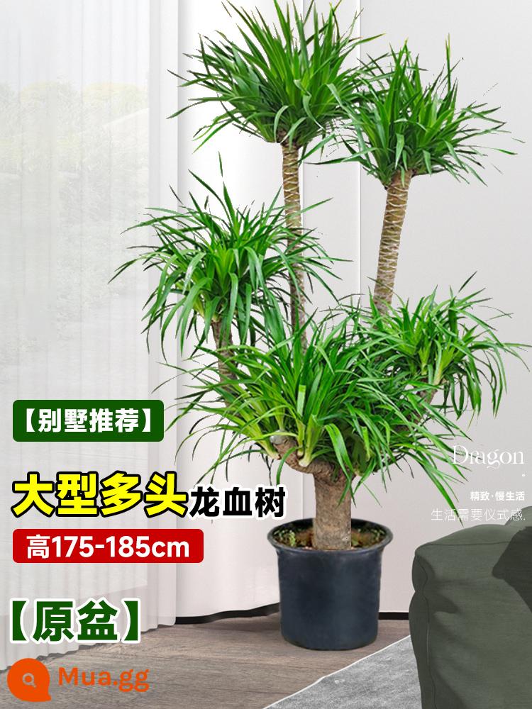 Dracaena chậu cây xanh trong nhà phòng khách lớn cây cảnh lớn hoa thật rồng sắt rồng râu cây văn phòng sàn nhà máy - [Khuyến nghị biệt thự] Cây huyết long nhiều đầu lớn gốc 175-185cm