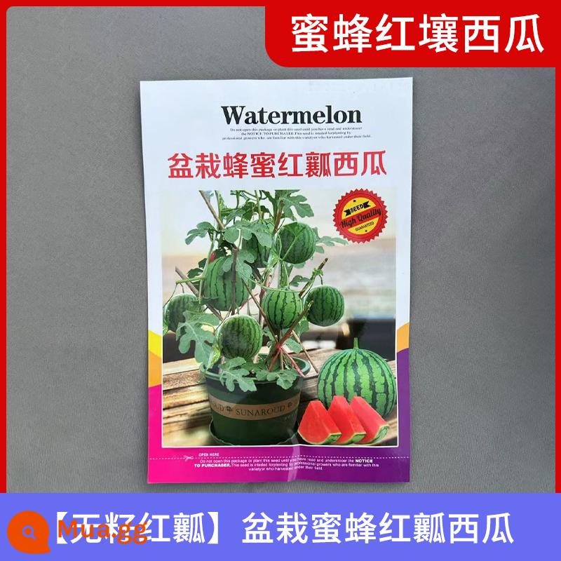 Đường phèn hạt giống dưa hấu kỳ lân da vàng dưa hấu không hạt bốn mùa cây giống dưa hấu ngọt Zaojia 8424 hạt Daquan - [Thịt đỏ không hạt] Dưa hấu thịt đỏ trong chậu 50 viên