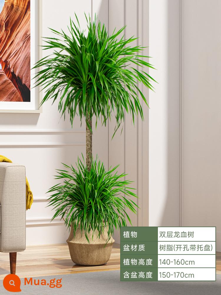 Dracaena chậu cây xanh trong nhà phòng khách lớn cây cảnh lớn hoa thật rồng sắt rồng râu cây văn phòng sàn nhà máy - Hai lớp ⭐ Cây huyết dụ cao 140-160cm [chậu rơm] kèm khay