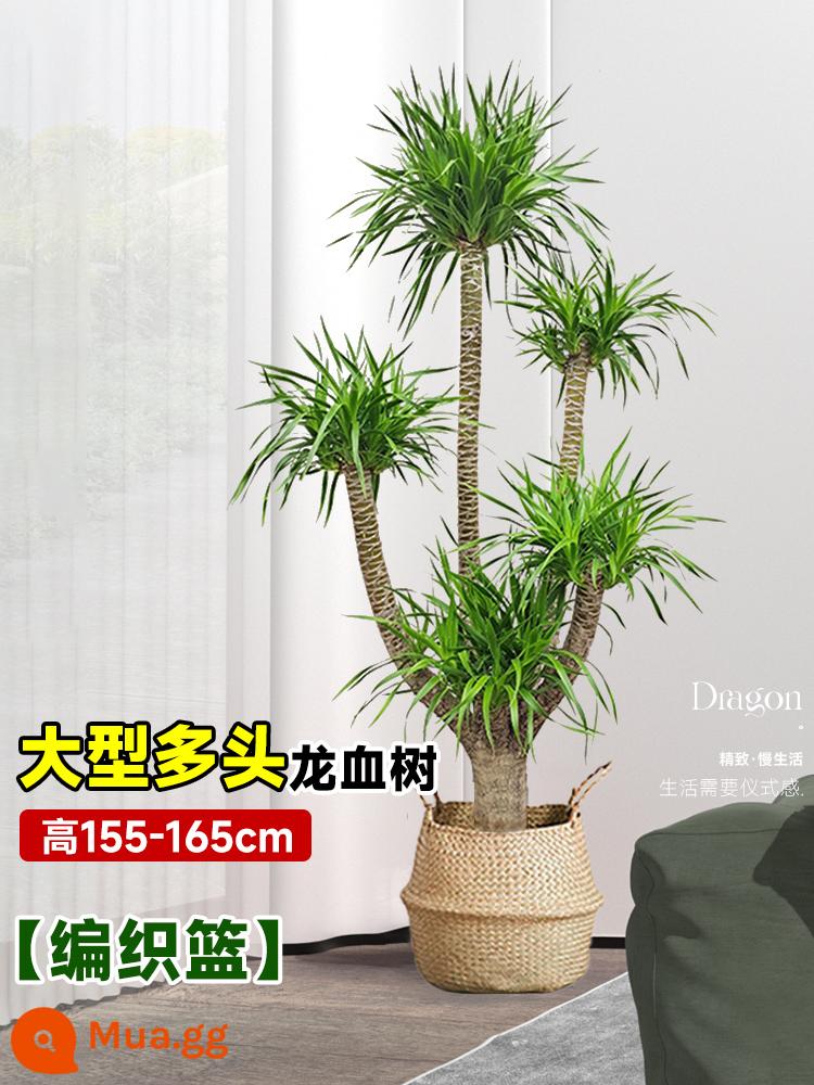 Dracaena chậu cây xanh trong nhà phòng khách lớn cây cảnh lớn hoa thật rồng sắt rồng râu cây văn phòng sàn nhà máy - Cây huyết dụ nhiều đầu lớn 155-165 cm [giỏ đan]