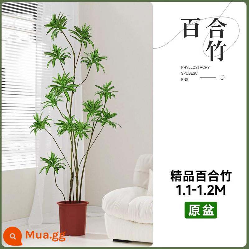 Golden Heart Lily Bamboo Cây xanh thực sự Cây lớn trong nhà Chậu cây Phòng khách Cây cảnh đặt trên sàn Văn phòng Cây huyết dụ Dễ bảo trì - [Giao hàng tận nhà] Chậu hoa huệ chính hãng chọn lọc 100-120cm [Tóc thẳng sau khi đặt hàng]