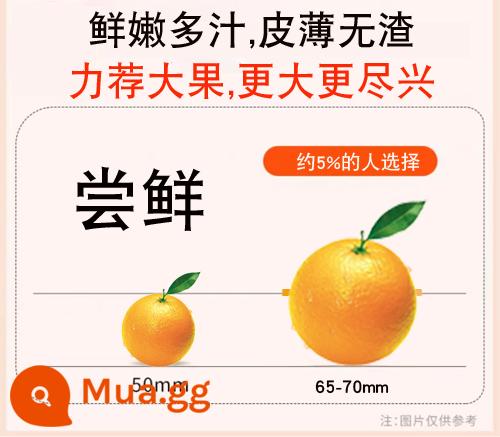 Jiangxi Gannan Navel Orange Fresh Fresh of Fresh Fresh of the Season 5 Catties of Authentic Big Fruit Ganzhou Rock Sugar Sweet 10 Jelly 9 - 65mm (bao gồm)-70mm (độc quyền) Bao bì giá cả phải chăng cho trái cây vừa và nhỏ