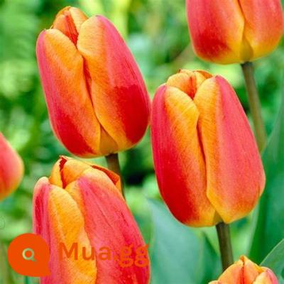 Tulip bóng lớn nhập khẩu cánh kép trồng thủy canh bốn mùa ra hoa 5 năm độ bóng nuôi cấy đất trồng hoa hạt giống trồng trong chậu - Tinh Chất Oxford 5 Viên + Phân Bón