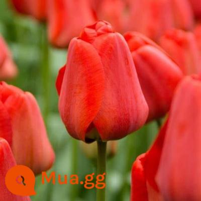 Tulip bóng lớn nhập khẩu cánh kép trồng thủy canh bốn mùa ra hoa 5 năm độ bóng nuôi cấy đất trồng hoa hạt giống trồng trong chậu - Quả bóng Apollo 5 màu đỏ + phân bón