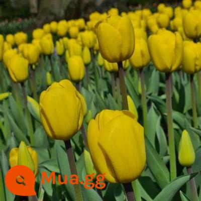 Tulip bóng lớn nhập khẩu cánh kép trồng thủy canh bốn mùa ra hoa 5 năm độ bóng nuôi cấy đất trồng hoa hạt giống trồng trong chậu - Nắng Mới 5 bóng + phân bón