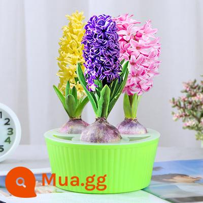 Bộ thủy canh hạt giống lục bình trong nhà và ngoài trời dễ trồng, dễ sống, trồng đất thủy canh chịu lạnh cây trồng trong chậu hạt giống hoa - Trộn 3 quả bóng + chậu thủy canh + 3 gói dung dịch dinh dưỡng