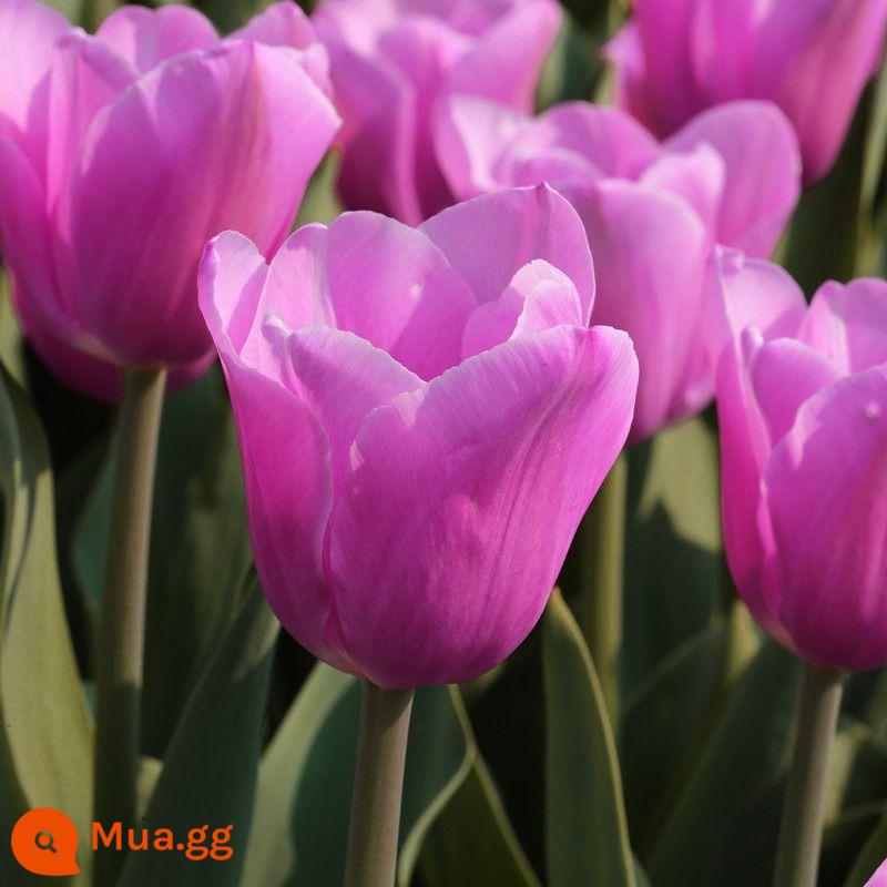 Hoa tulip thủy canh, củ lớn, hạt thủy tiên, cây xanh trồng trong chậu, hoa trồng trong nhà, tốt cho trồng lục bình - Củ hoa tulip màu tím của cô gái [Xác minh Baohuo Bao]