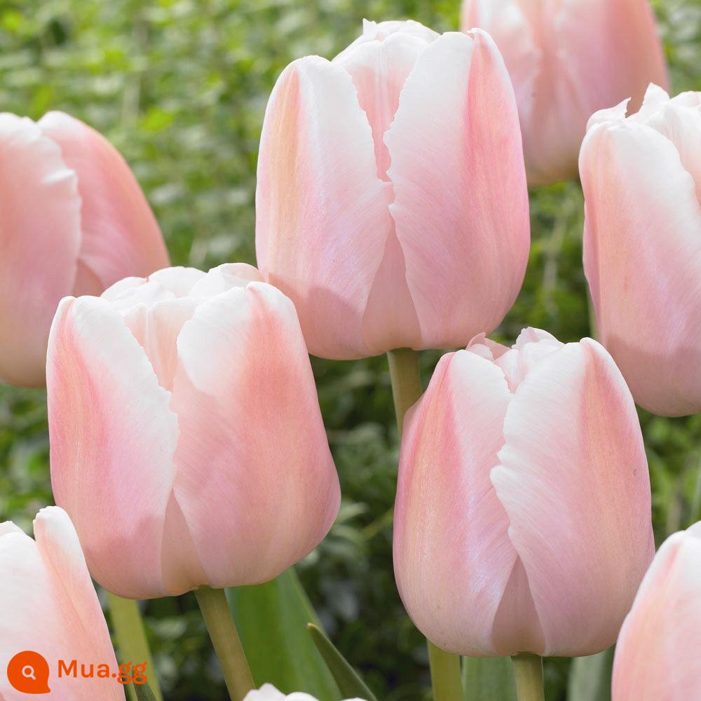 Hoa tulip thủy canh, củ lớn, hạt thủy tiên, cây xanh trồng trong chậu, hoa trồng trong nhà, tốt cho trồng lục bình - Bóng đèn hoa tulip Apricot Pride [Phiên bản gói trực tiếp]