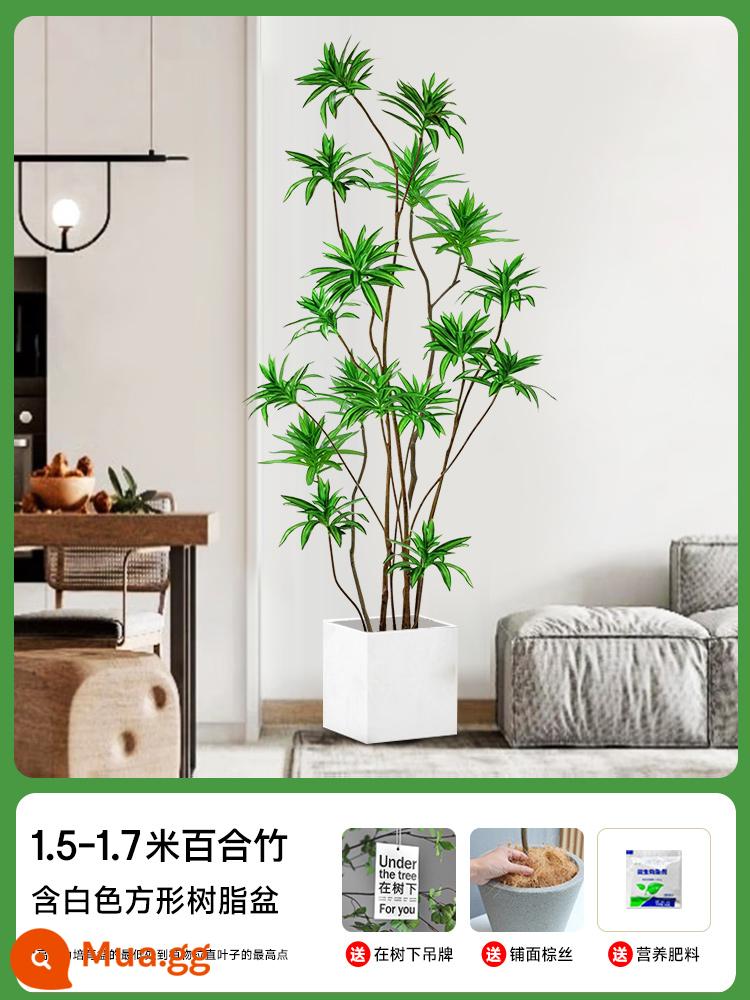 Lily Bamboo Phòng khách Cây xanh đích thực Cây xanh trong nhà lớn trong chậu Cây xanh Phnom Penh Cây hoa huệ Cây huyết dụ Nhẹ nhàng Sang trọng Dễ bảo trì - [Chọn ảnh] Chậu vuông nhựa trắng cao 1,5-1,7m Lily Bamboo cao cấp