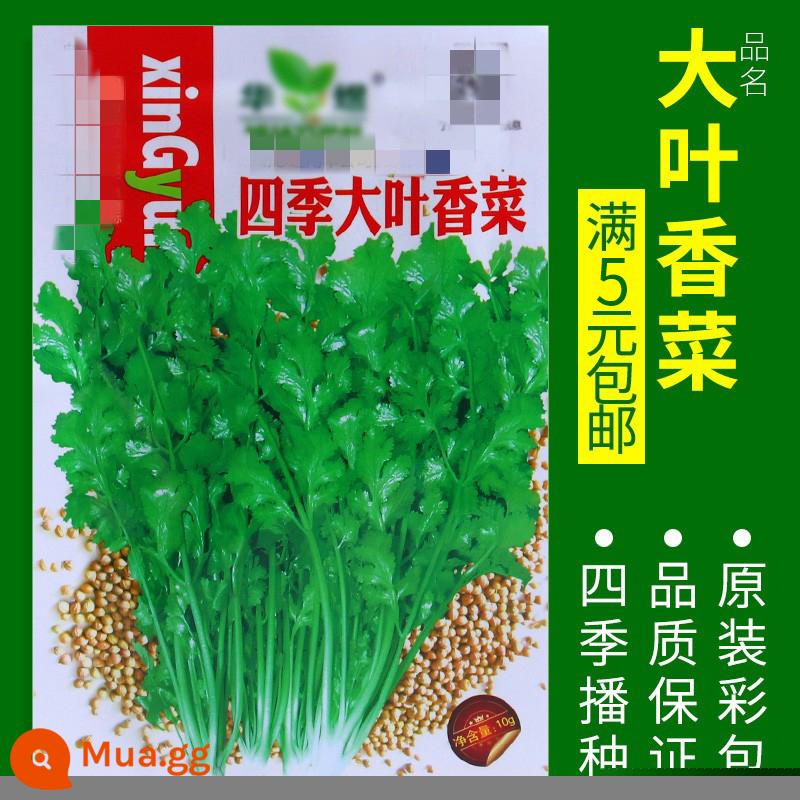 Hạt giống rau củ gieo trong chậu các mùa, sân ban công, ngò, xà lách, rau muống, cà rốt và hành lá, hạt giống đơn giản, dễ gieo - Rau mùi bốn mùa khoảng 700 miếng [Khuyến mãi]