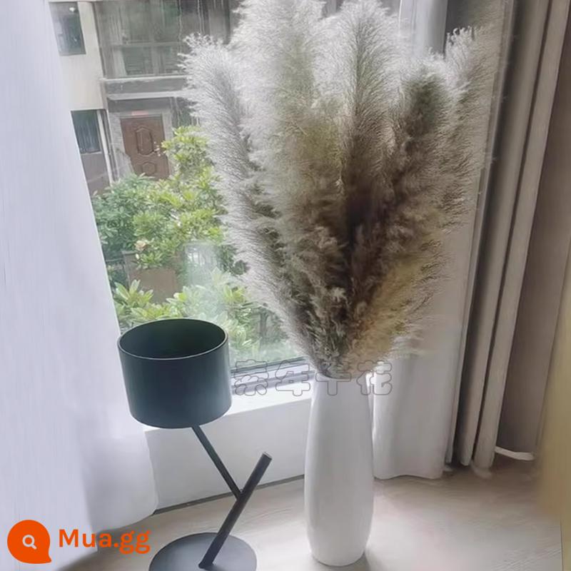 Lưới đỏ pampas tự nhiên sậy hoa khô hoa thật pampas cỏ trang trí ins phong cách đám cưới hạ cánh cành lớn mô phỏng bó hoa - Các mảnh vụn màu gốc dài 60 cm và tổng chiều dài là 1 mét. 5 miếng