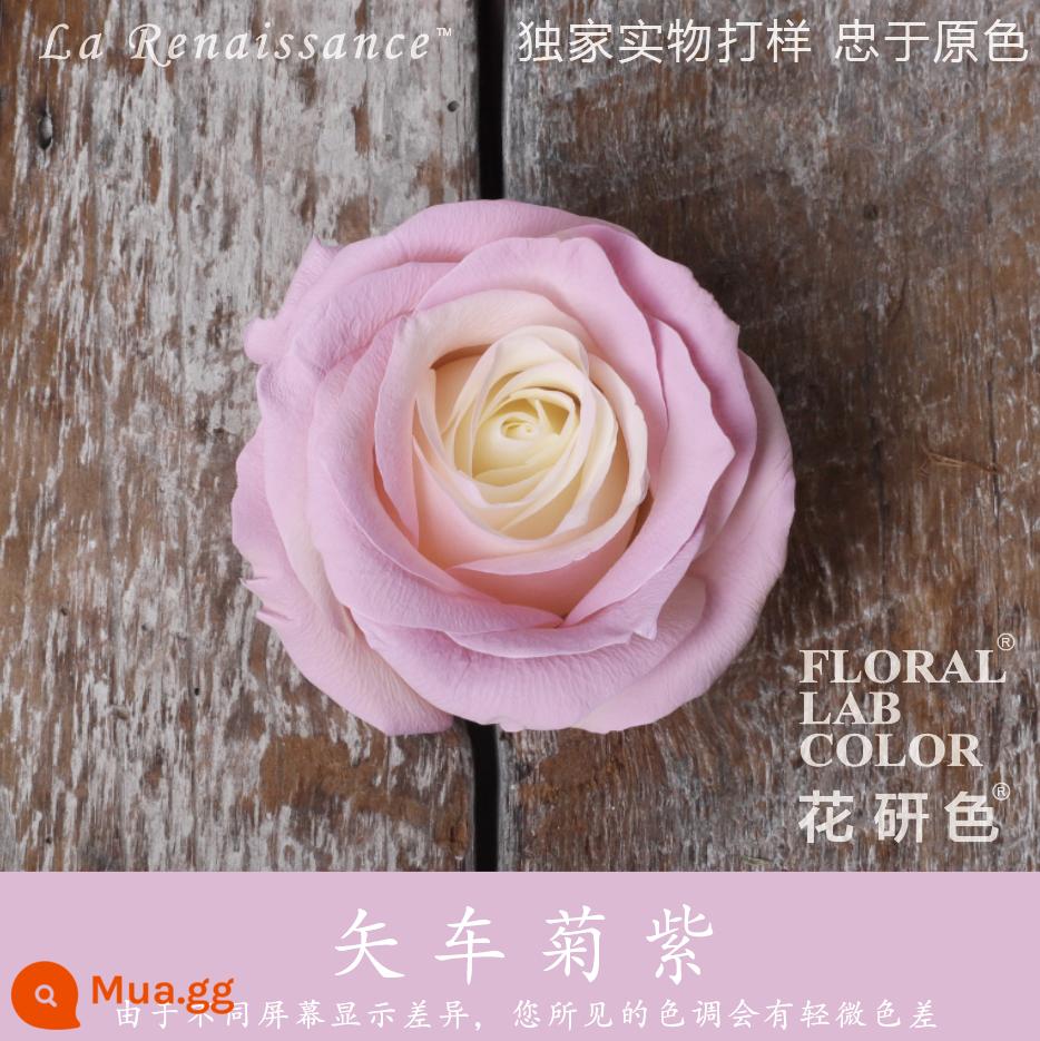 Flower Research color phun sơn phun màu đại lý thuốc nhuộm tóc chính hãng Michigan crush ice blue cao cấp màu Morandi - Hoa ngô tím R014#