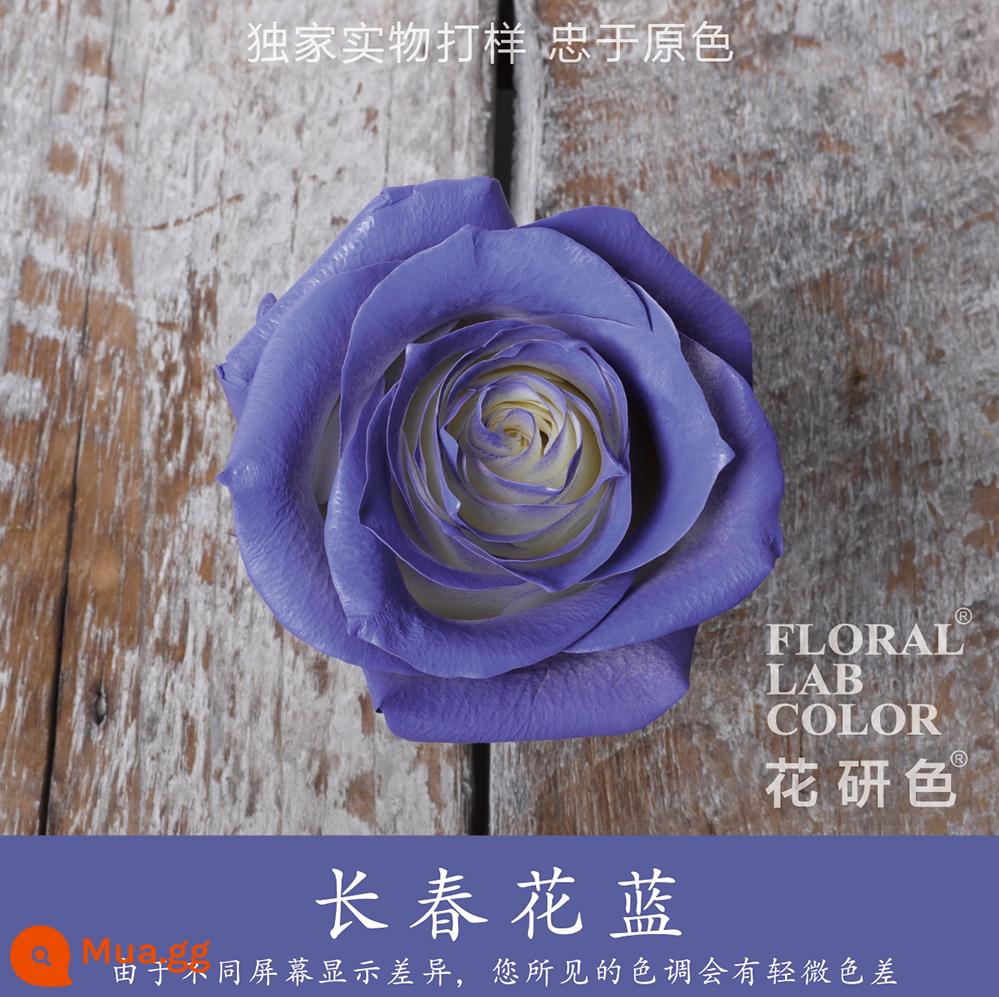 Flower Research color phun sơn phun màu đại lý thuốc nhuộm tóc chính hãng Michigan crush ice blue cao cấp màu Morandi - Giỏ dừa cạn 46#