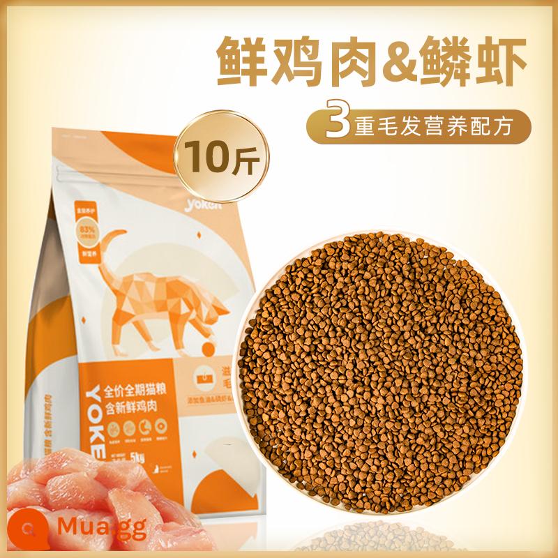 Thức ăn cho mèo 10 catties 5kg mèo trưởng thành mèo con đông khô nguyên giá thịt xương vỗ béo mang lông dinh dưỡng đa năng đóng gói lớn - [Sữa bột gà & tôm tươi] Thức ăn cho mèo đủ tháng - 10 pounds